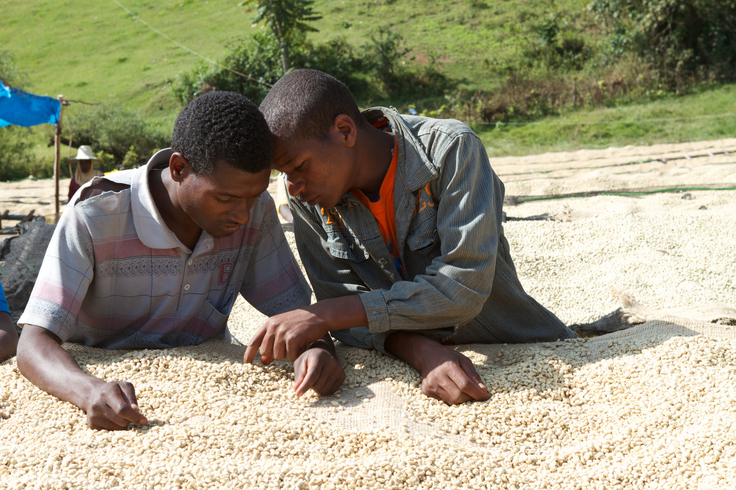 DECAF SINGLE ORIGIN