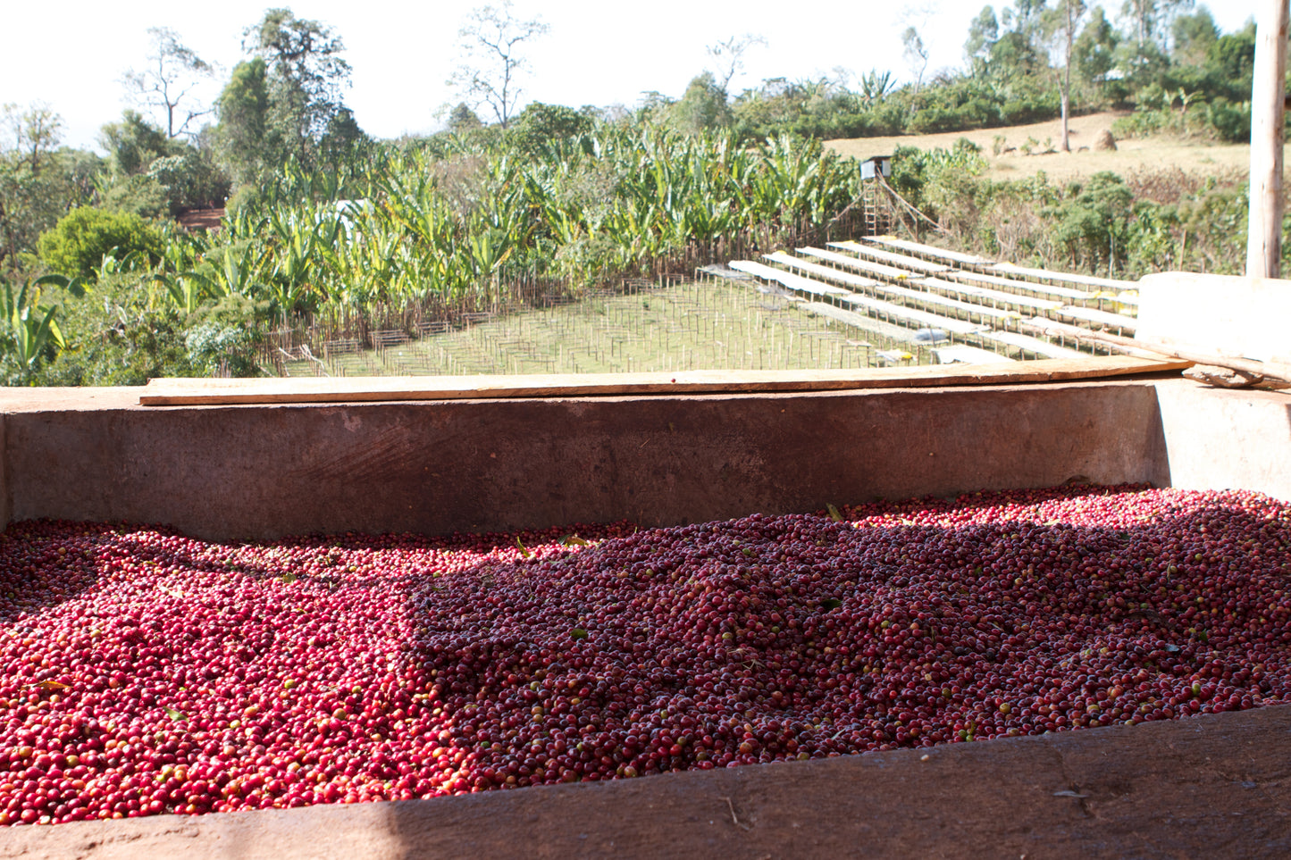 ETHIOPIA HABATMU FEKADU GORO
